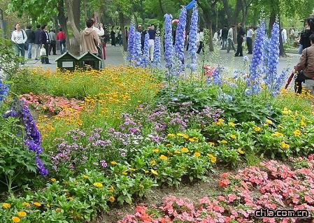 無色草基地| 醡漿草基地 |美女櫻基地| 垂吊牽?；厣裰藁ɑ? onmouseover=